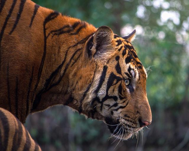 Tygr bengálský ve fotografii: Tipy a triky pro zachycení krásy divokého zvířete