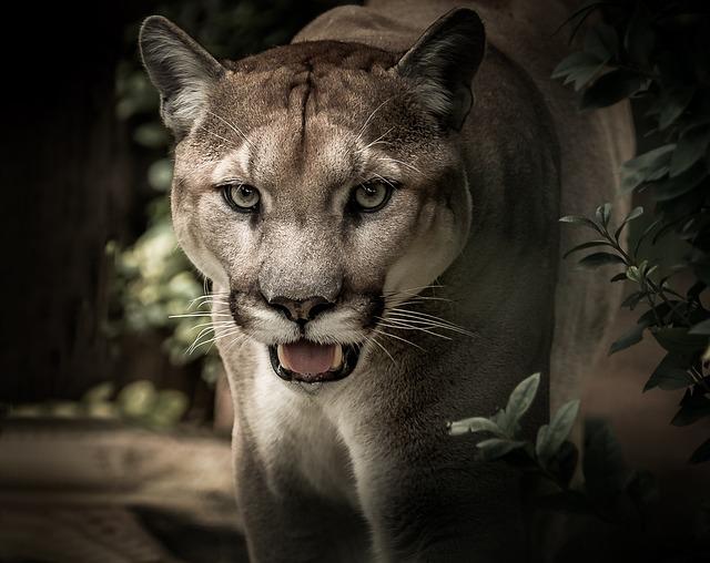Puma jako symbol síly, elegance a volnosti