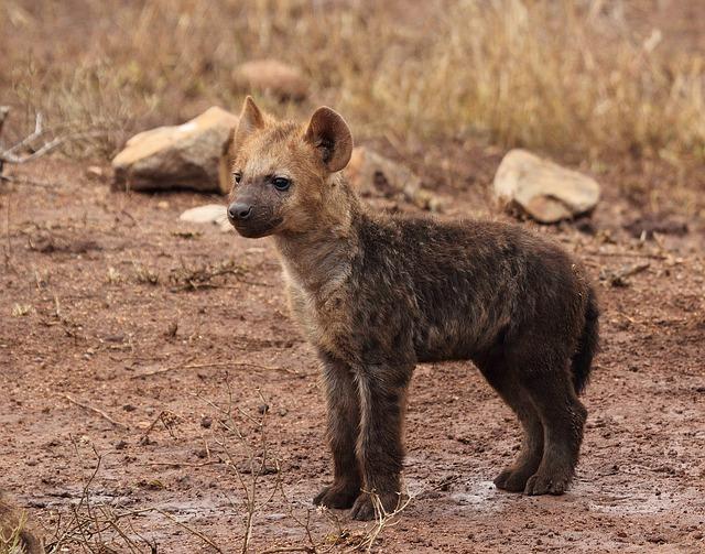 Jaké jsou hlavní druhy hyen?