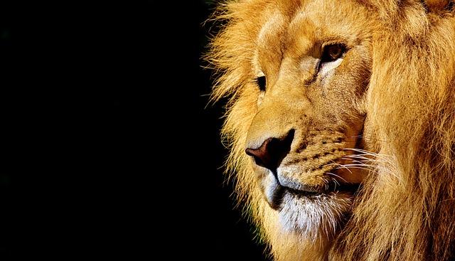 Jaký vliv má lví král na sociální dynamiku smečky?