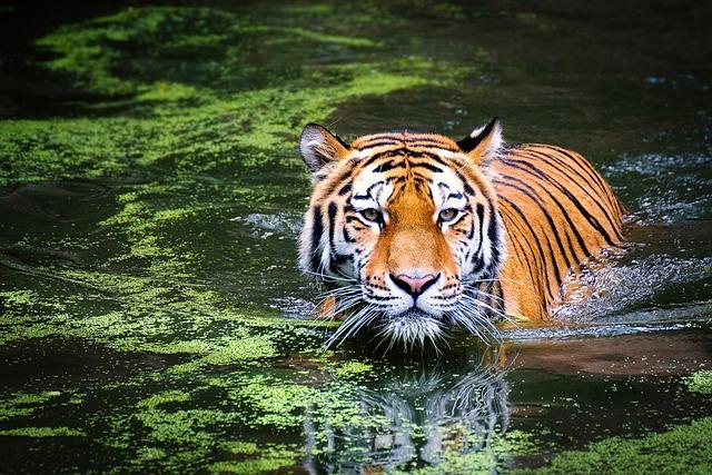 Zajímavosti o tygru,⁣ které ⁤možná‌ neznáte