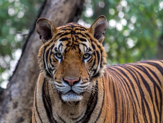 Poznejte život tygra bengálského: Jaký je jeho denní režim a potrava?