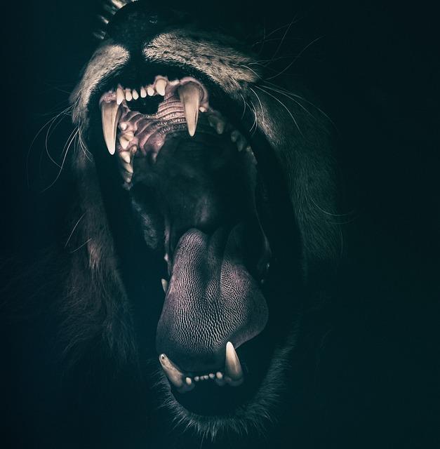 Jak se starat o zuby hyeny správně