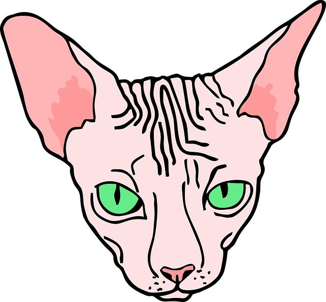 Proč je nutné pravidelně kontrolovat oči Sphynx kočky