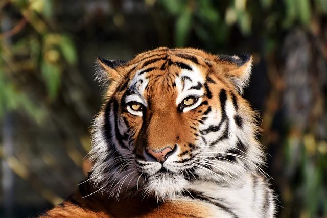 Tygr ussurijský: Symbol síly a krásy divočiny
