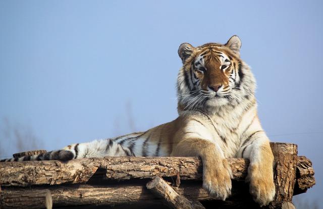 Inovativní přístupy k monitorování a ochraně tygra indického