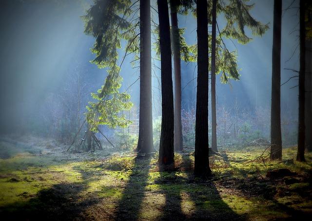 Kde koupit stelivo pro kočky: Tipy na spolehlivé nákupy! 2 Kde najít široký výběr steliva pro kočky ve specializovaných obchodech