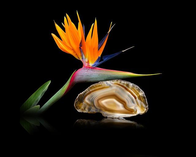 Jak se postarat o karakala doma: Tipy a triky