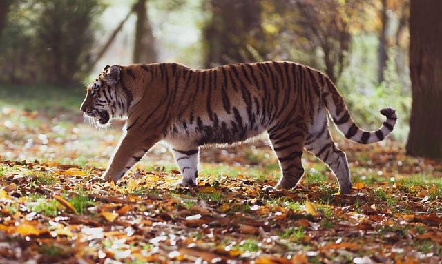 Jaké ⁢jsou největší a nejmenší tygří druhy a jak to⁢ souvisí s jejich hmotností?