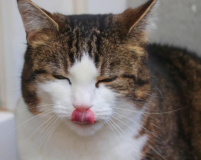 Jak poznat otrávenou kočku: příznaky otravy a co dělat