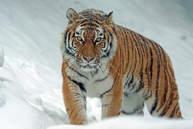 Úžasná síla a elegance tygra čínského