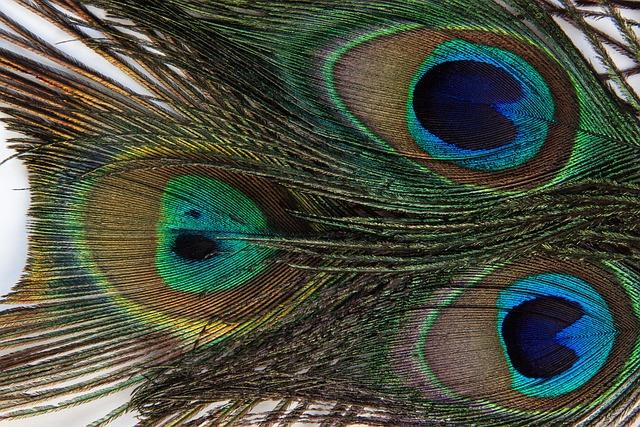 Jakým způsobem se zářivé oči pumy liší od jiných šelem?