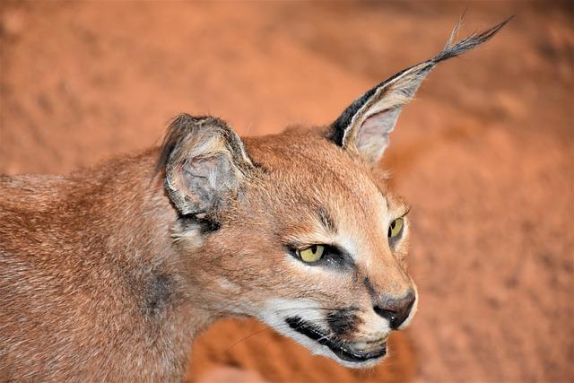 Jaké potřeby má karakal ve svém domácím prostředí