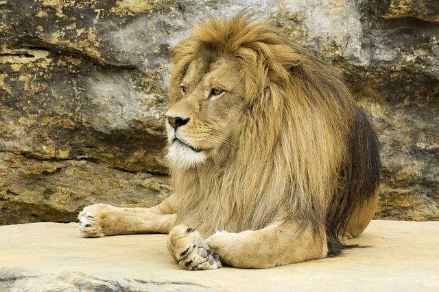 Jak správně pečovat o lev?